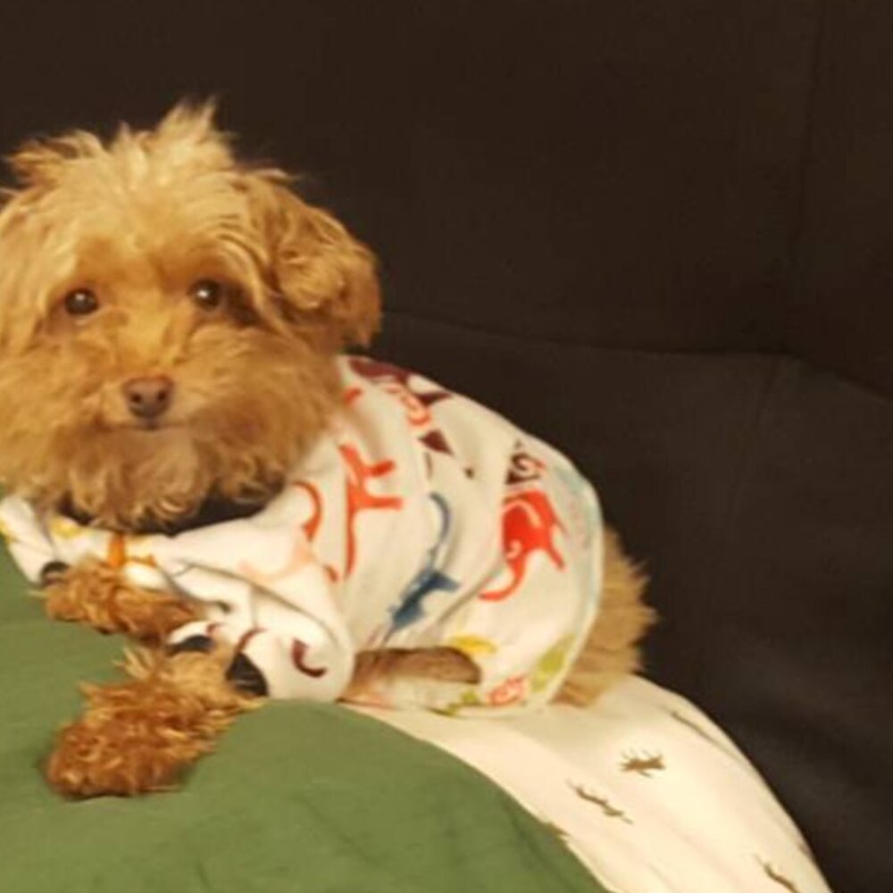 🐩 Clothes and Accessories for Dog Size S or XS - Post 1 of 2 - Picture 7 of 16